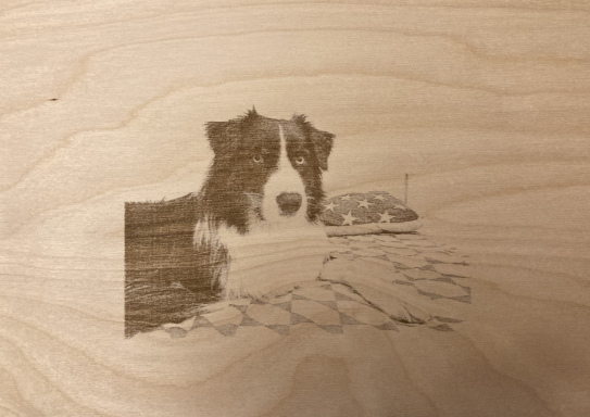 Schwarz-weißer Hund, der auf einer Holzoberfläche abgebildet ist.